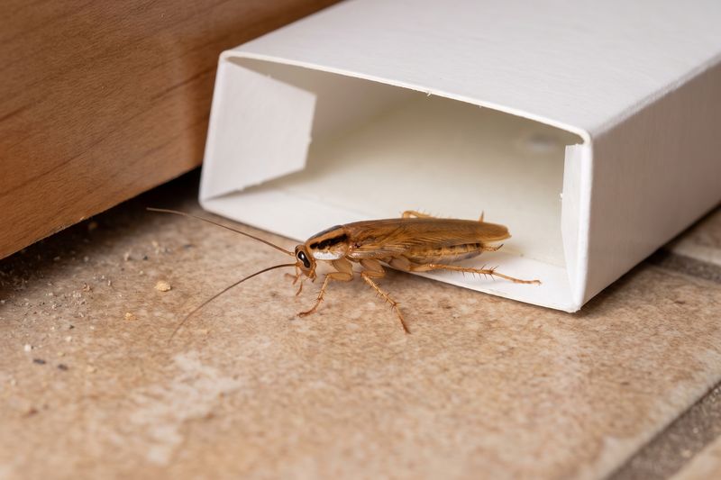 Blatte germanique sortant d'une boîte-piège en carton posée au pied d'une plinthe